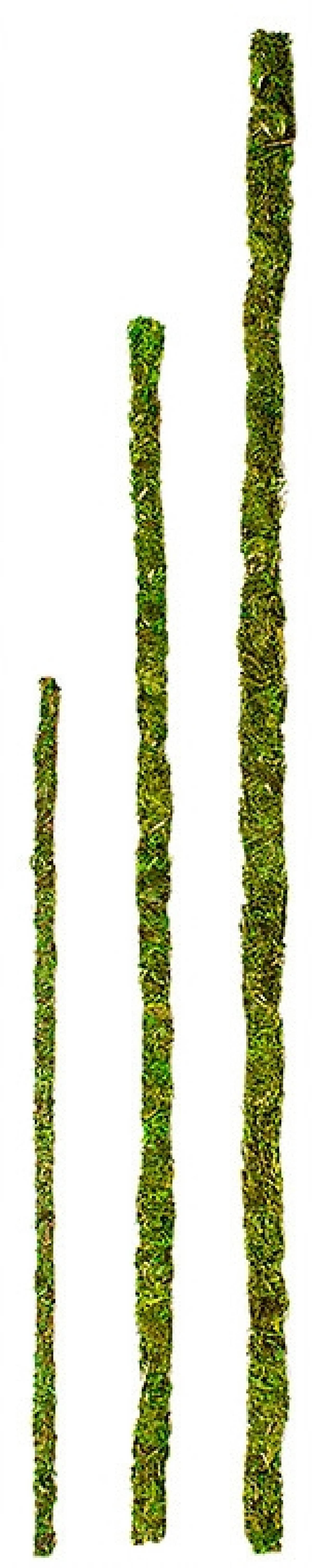 Galapagos Decorative Mossy Sticks (24in)