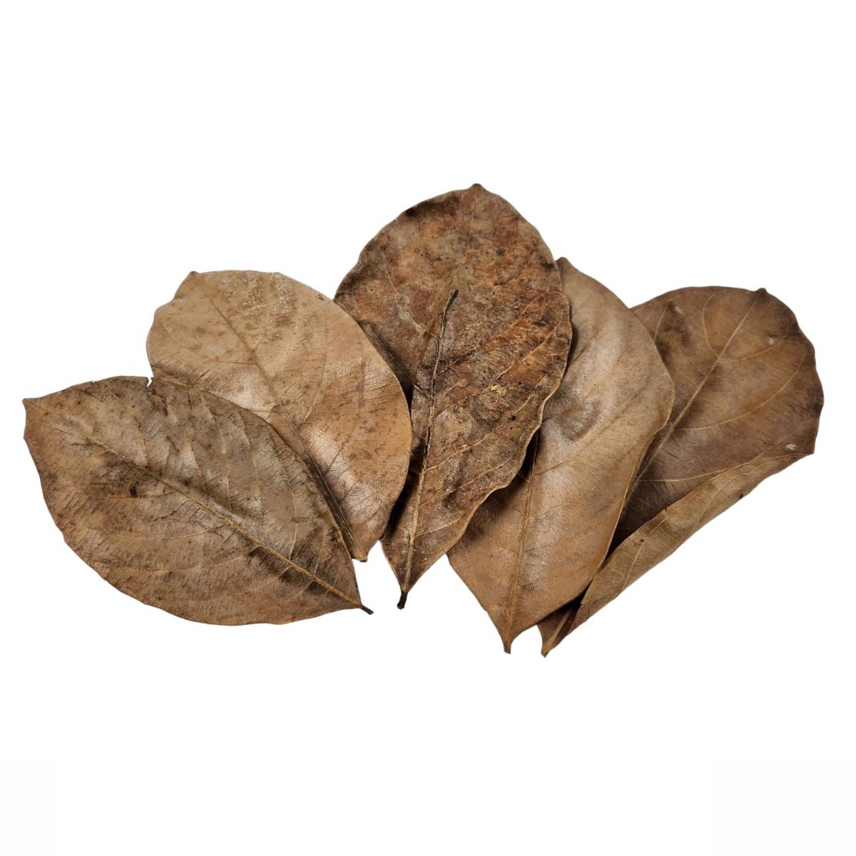Josh's Frogs Large Jackfruit Leaf Litter (10 leaves)