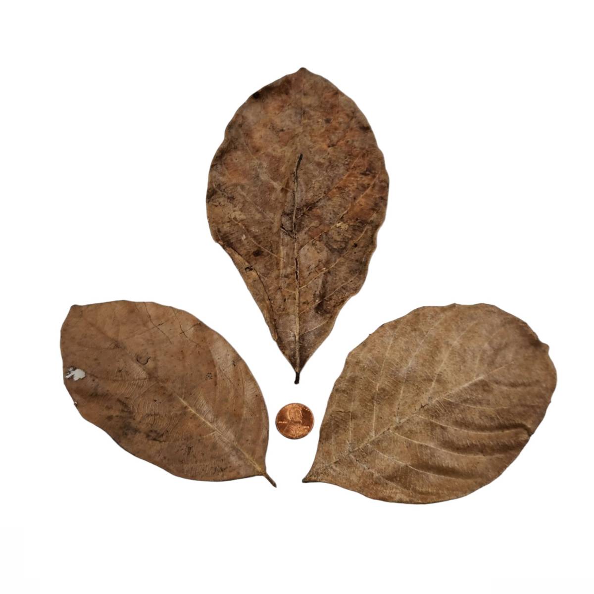 Josh's Frogs Large Jackfruit Leaf Litter (10 leaves)