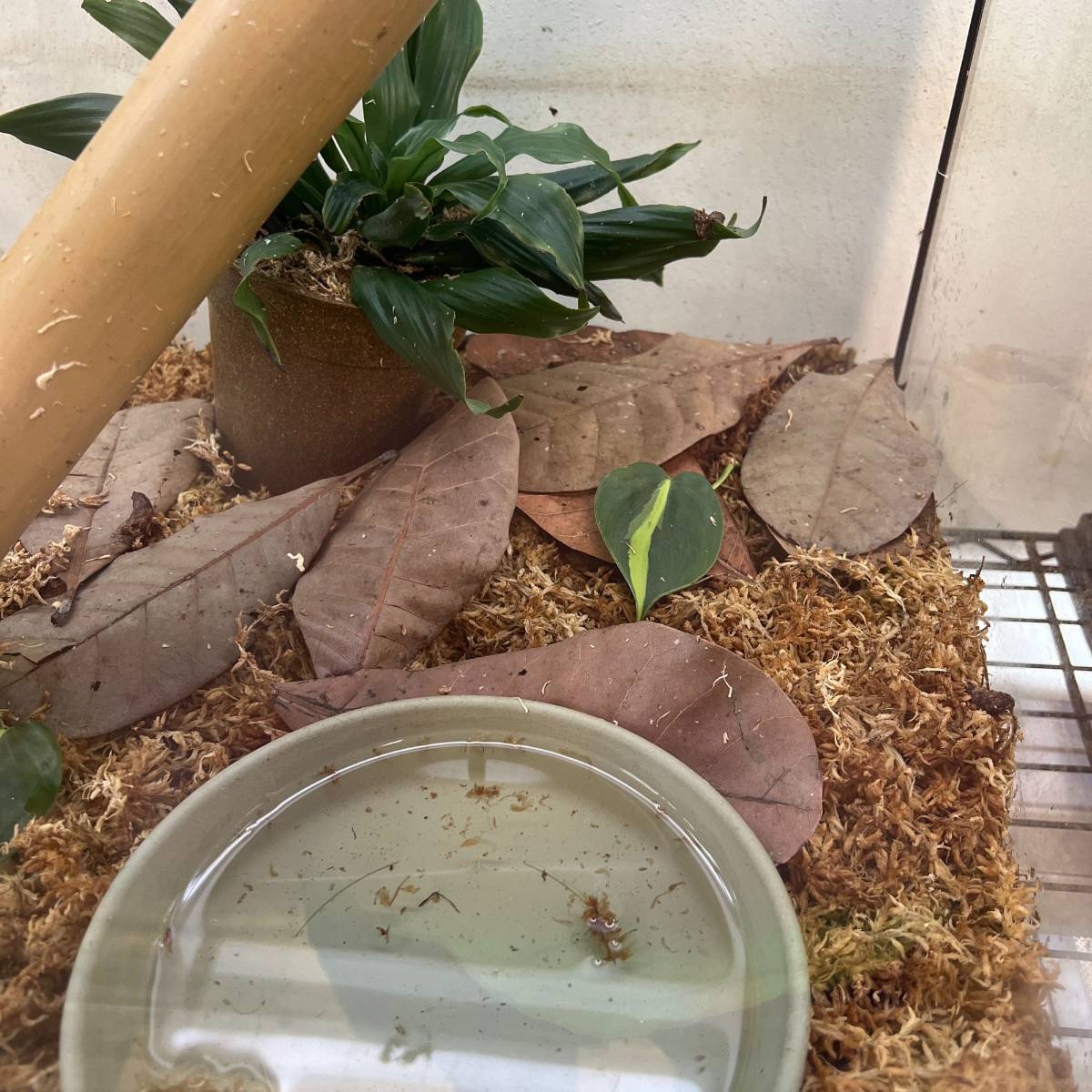 Josh's Frogs Large Jackfruit Leaf Litter (10 leaves)