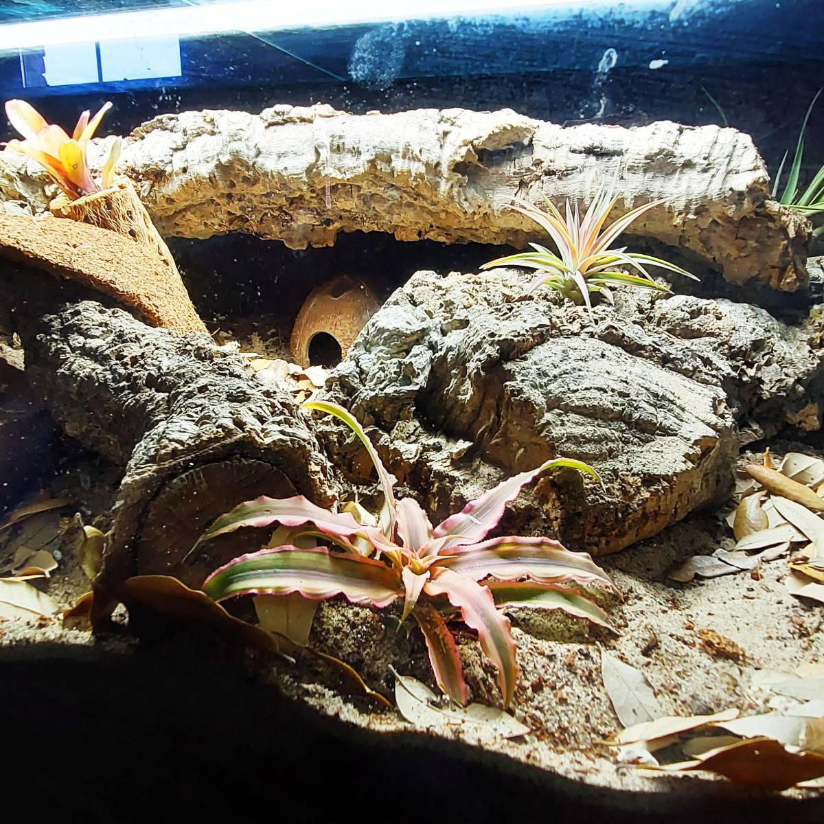Josh's Frogs BioBedding HERMIT CRAB Bioactive Substrate (10 quarts)