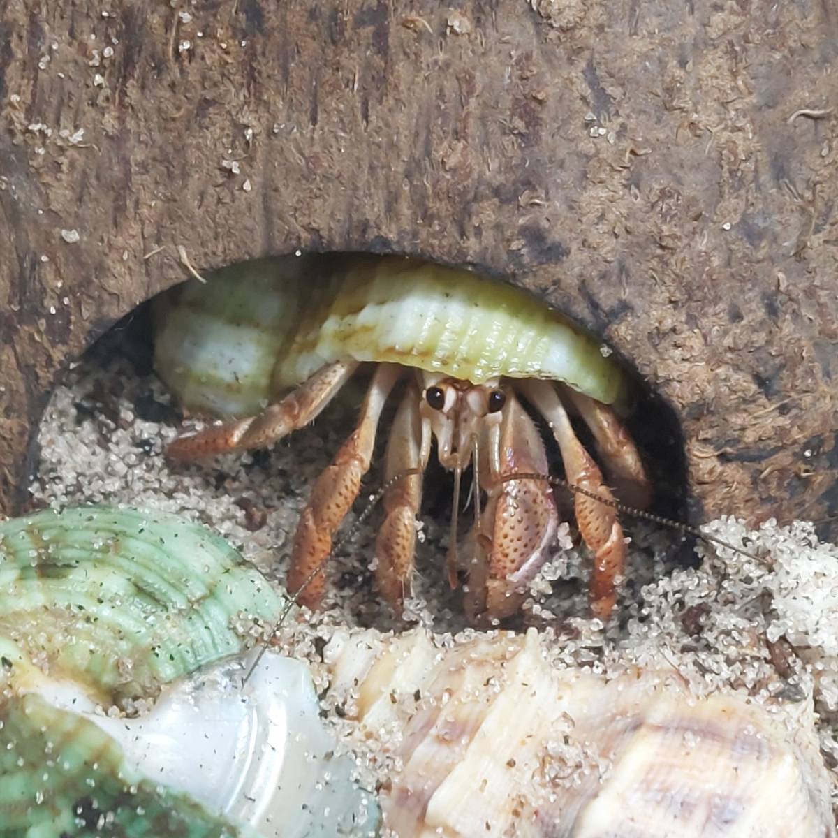 Josh's Frogs BioBedding HERMIT CRAB Bioactive Substrate (4 Quarts)