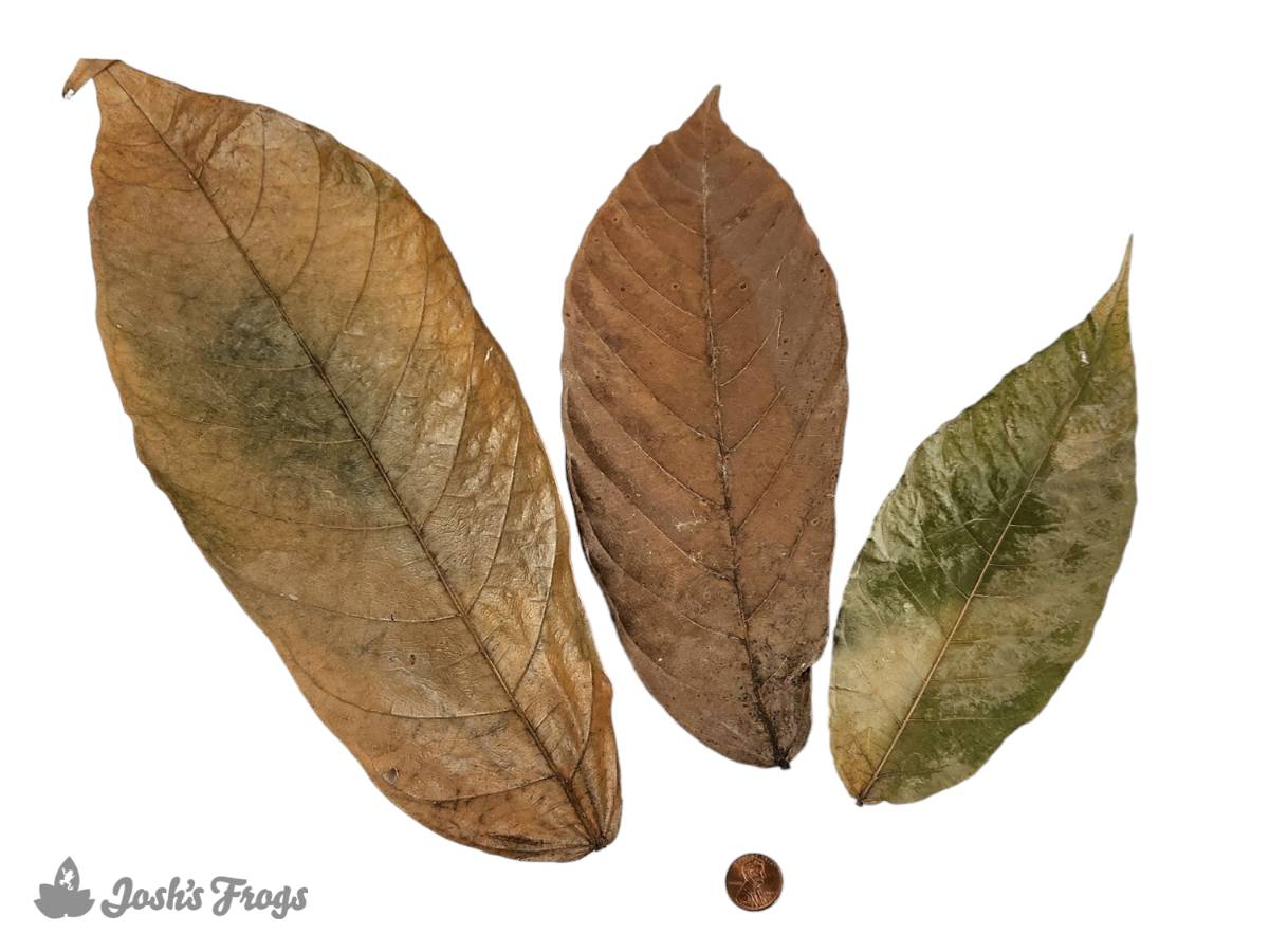 Josh's Frogs Dried Cocoa Leaf Litter (10 leaves)