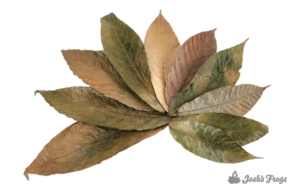 Josh's Frogs Dried Cocoa Leaf Litter (10 leaves)