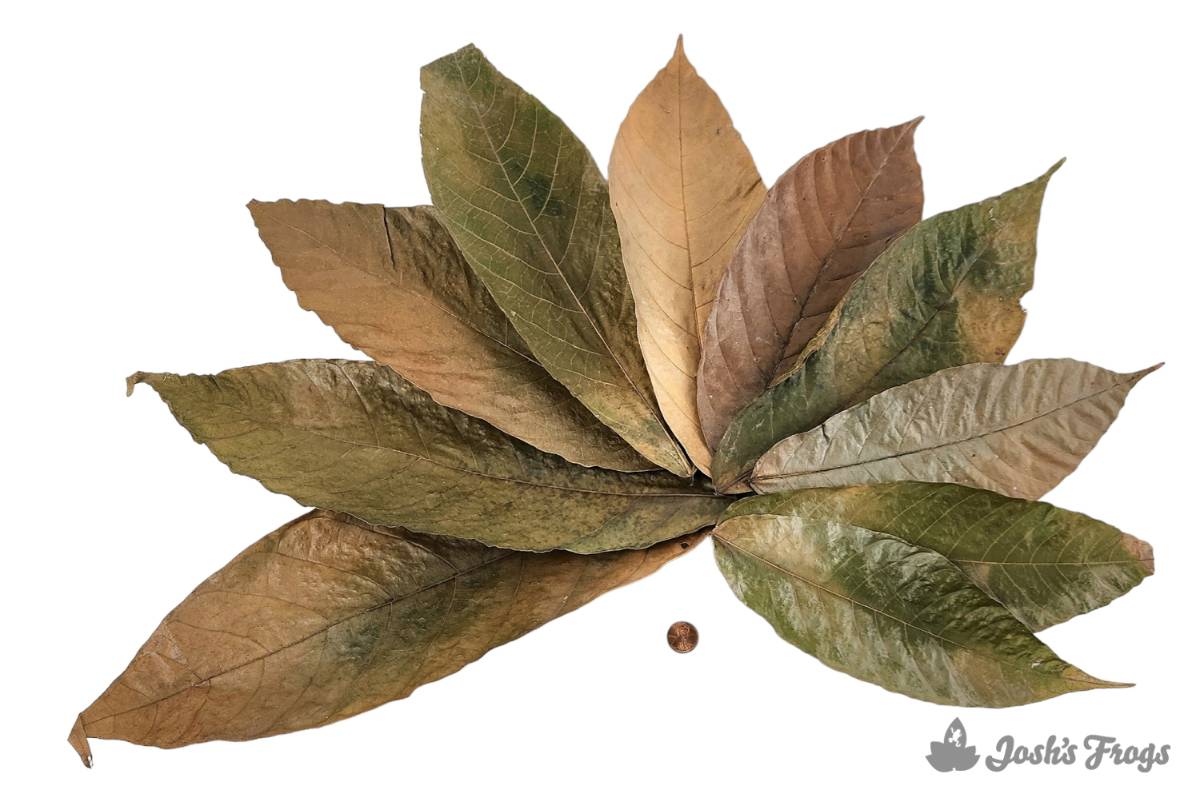 Josh's Frogs Dried Cocoa Leaf Litter (10 leaves)