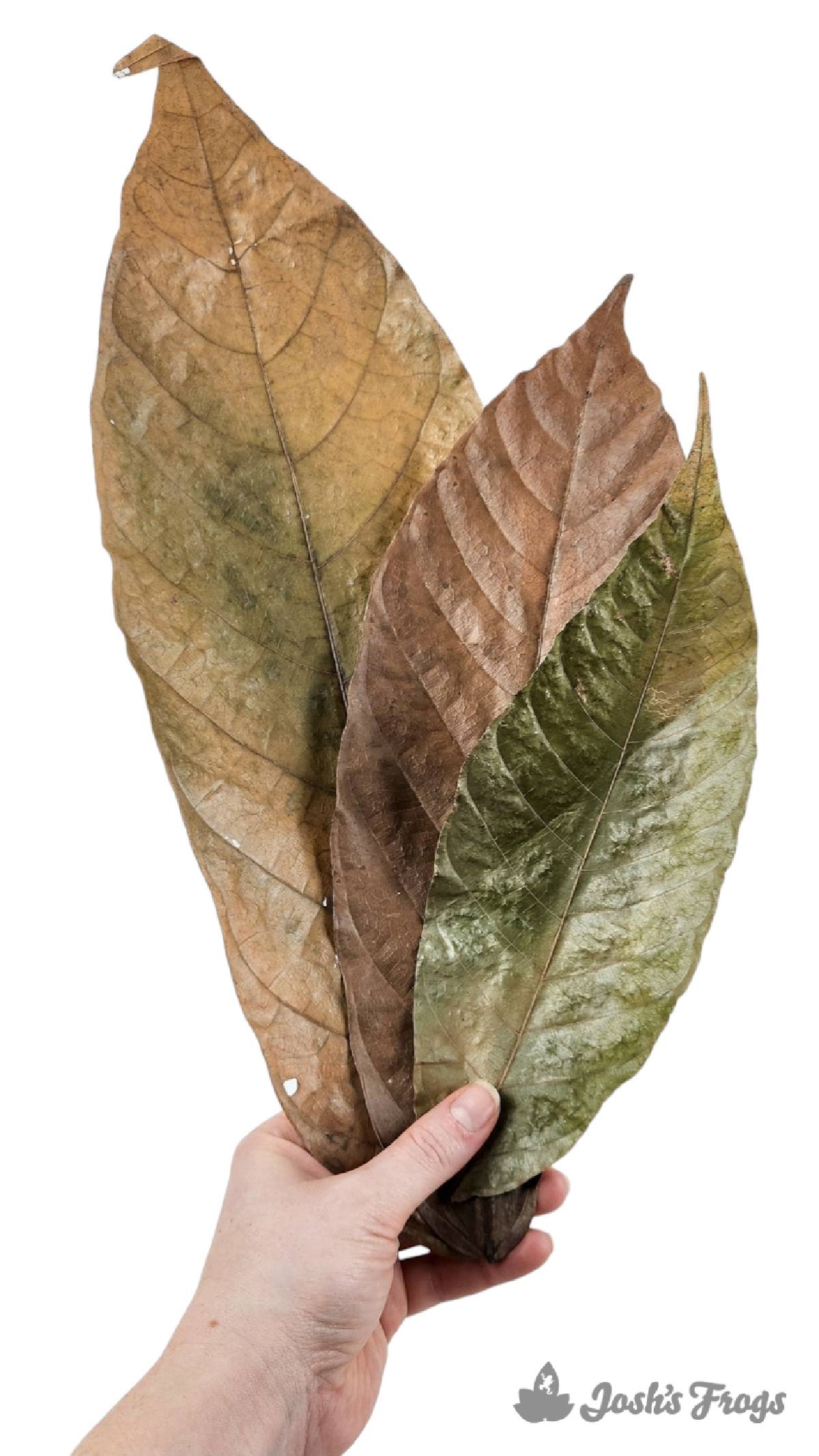 Josh's Frogs Dried Cocoa Leaf Litter (10 leaves)