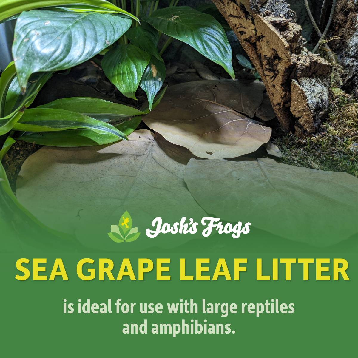 Sea Grape Leaf Litter (5 leaves)