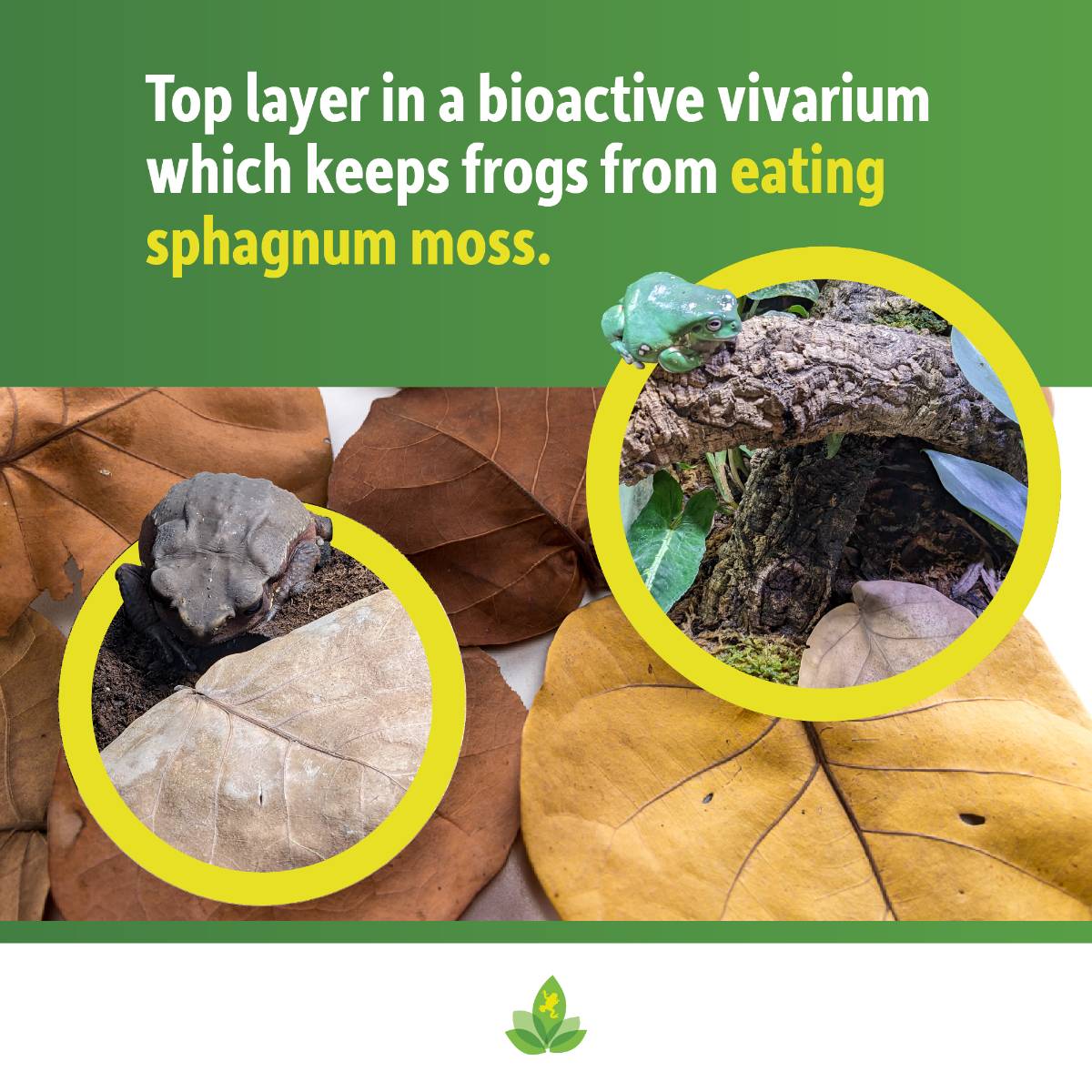 Sea Grape Leaf Litter (5 leaves)
