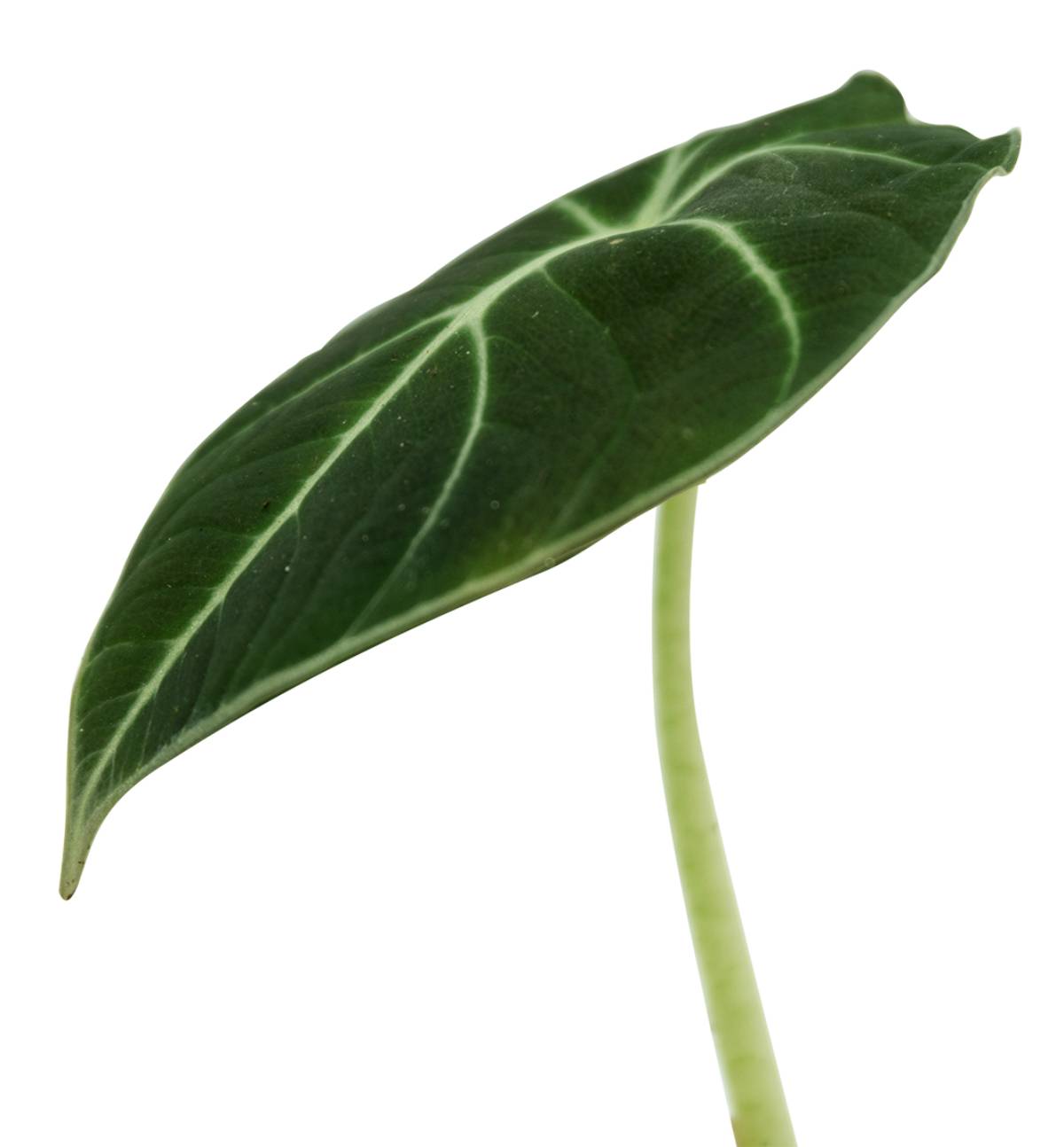 Alocasia reginula 'Black Velvet'