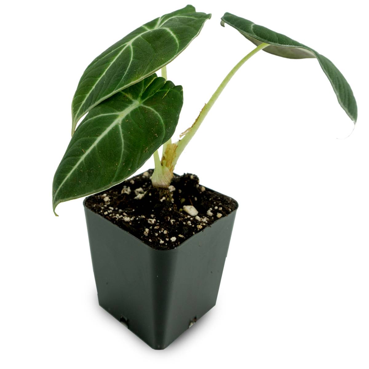Alocasia reginula 'Black Velvet'