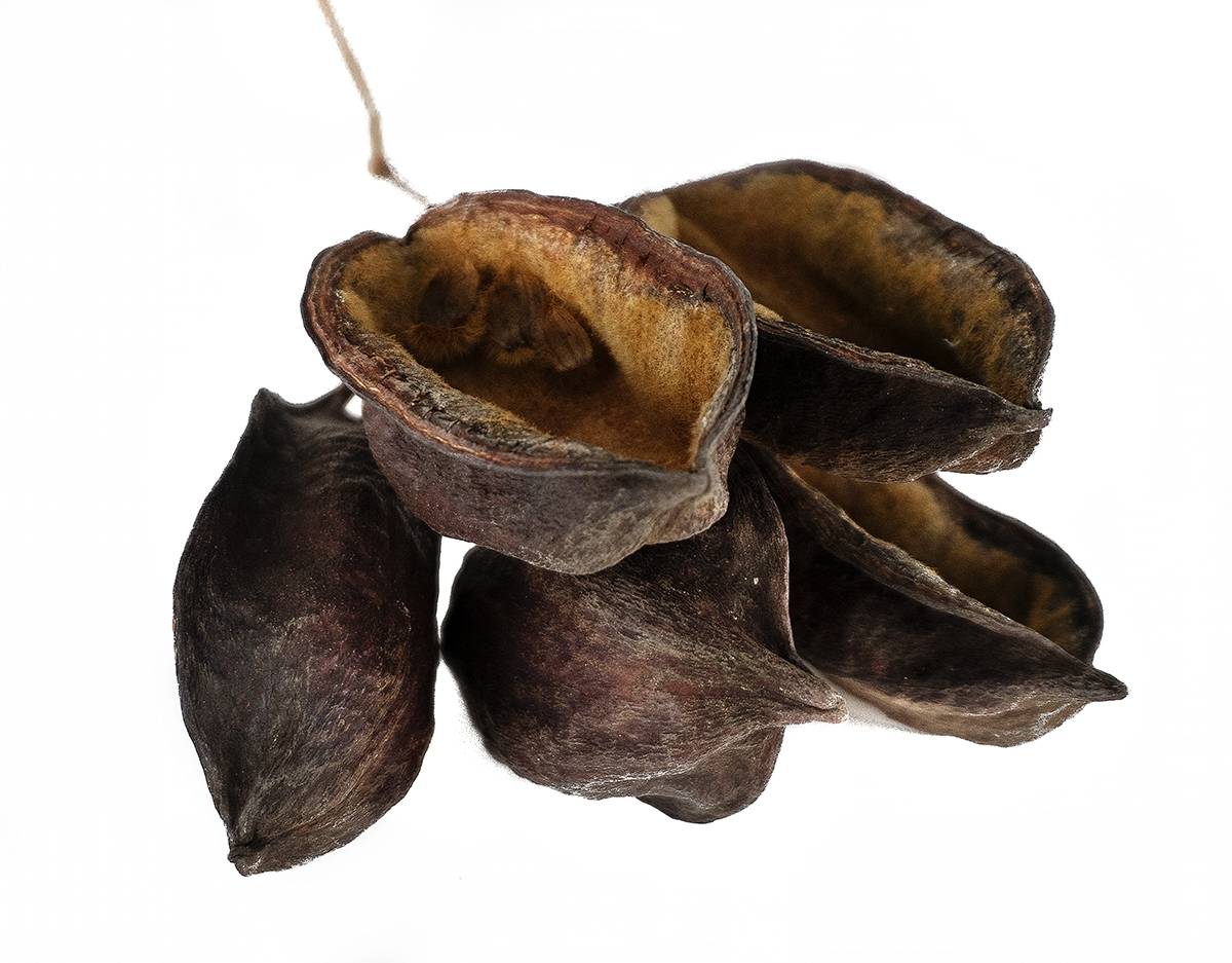 Australian Bottle Tree Pods (Includes 5 Pods)