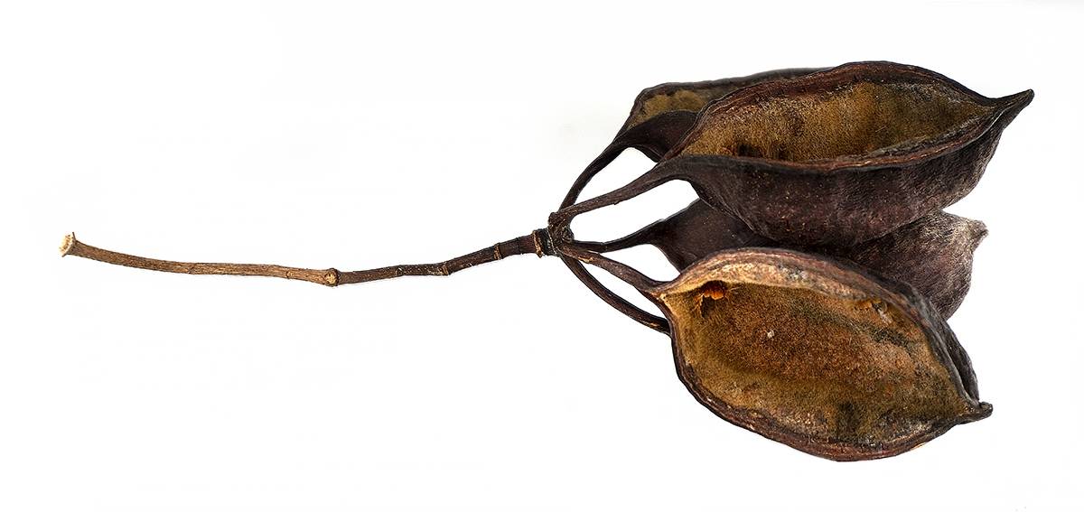 Australian Bottle Tree Pods (Includes 5 Pods)