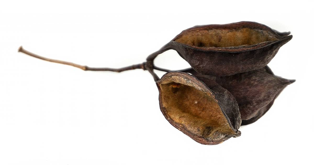 Australian Bottle Tree Pods (Includes 5 Pods)