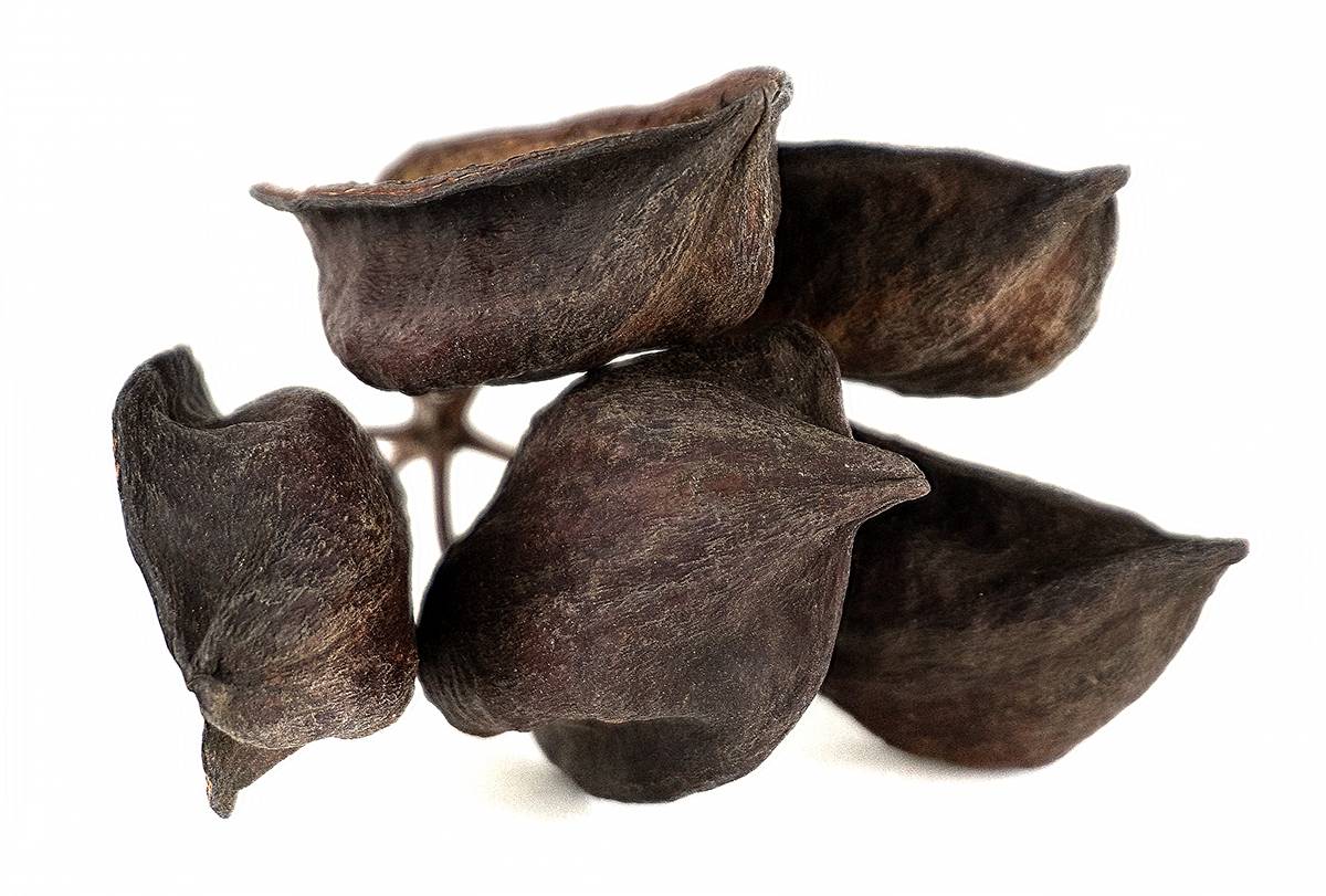 Australian Bottle Tree Pods (Includes 5 Pods)