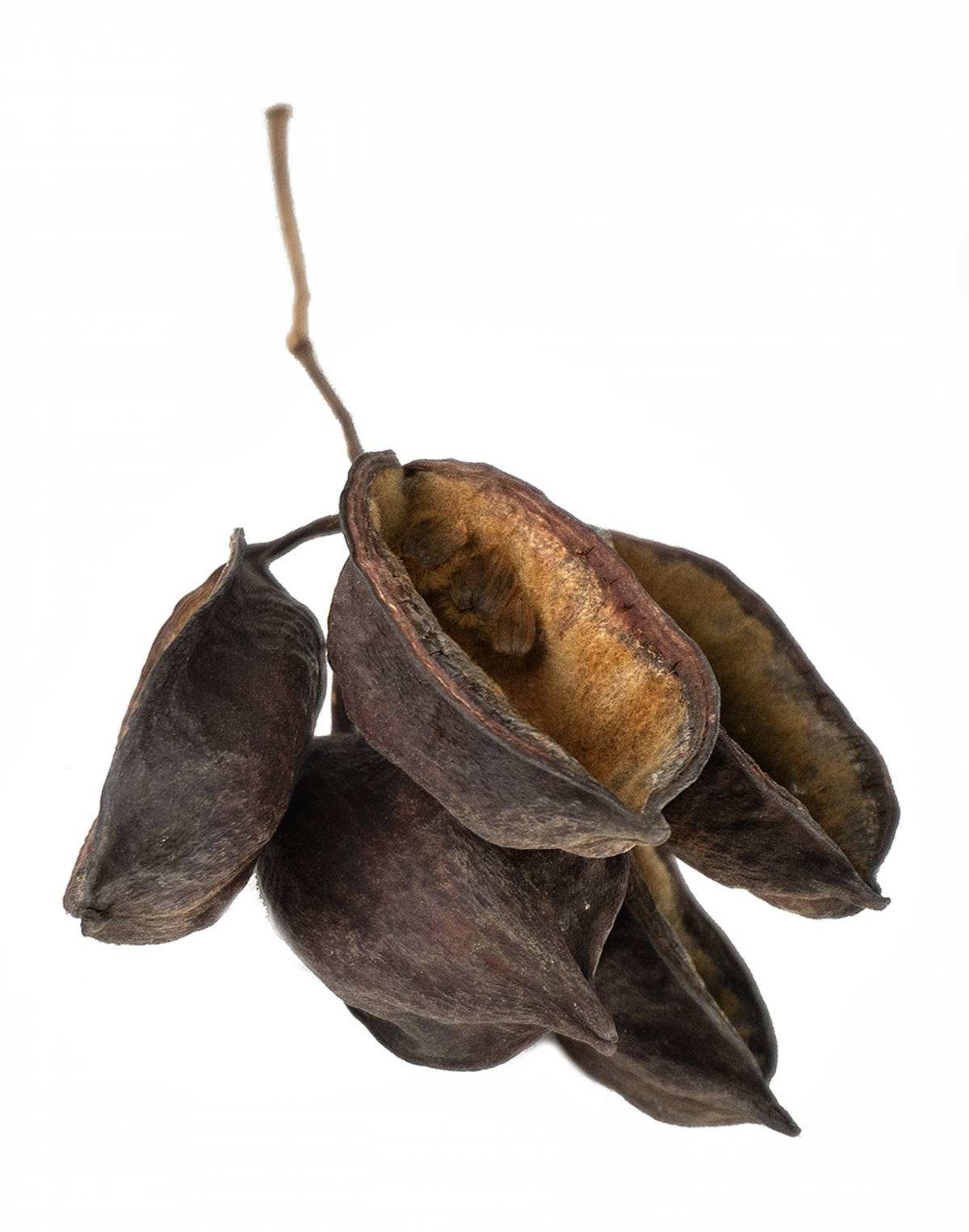 Australian Bottle Tree Pods (Includes 5 Pods)
