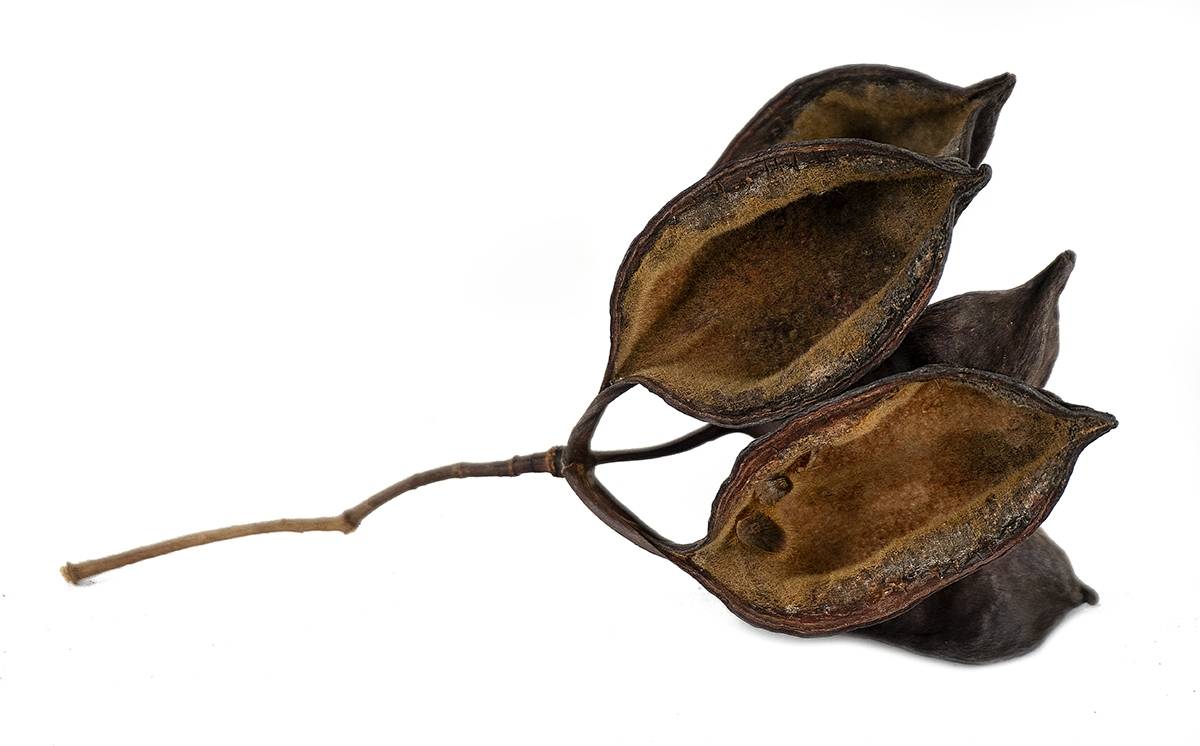 Australian Bottle Tree Pods (Includes 5 Pods)
