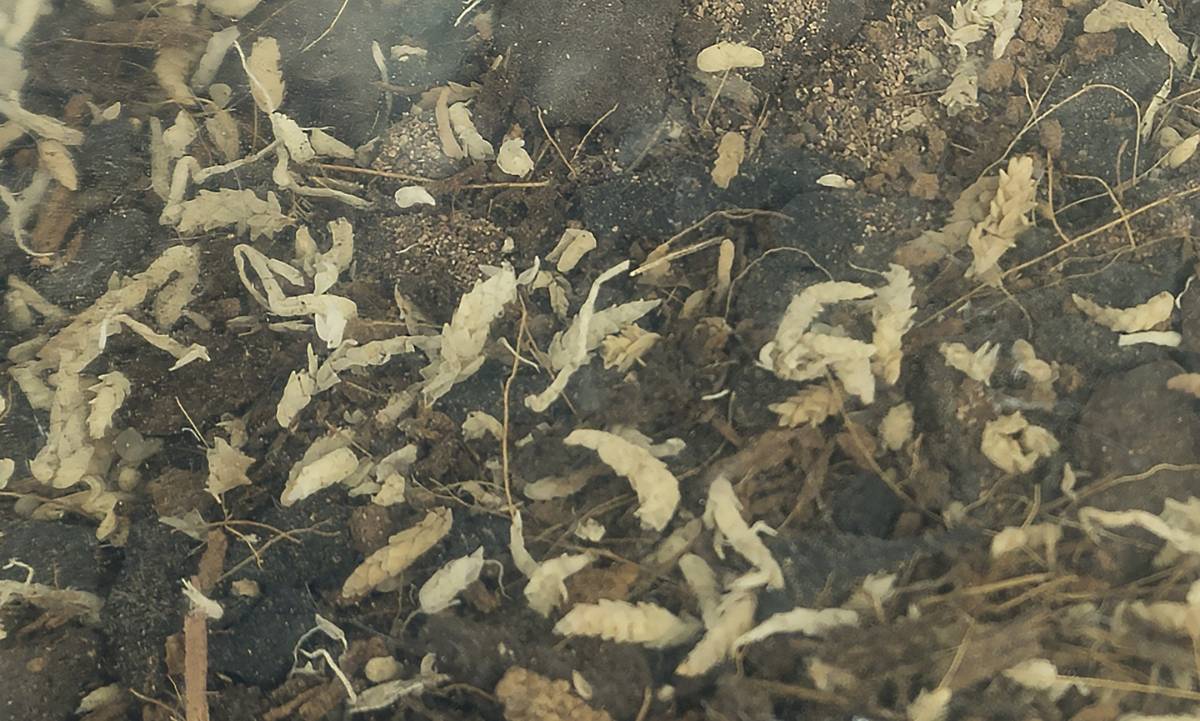 Josh's Frogs BioBedding TROPICAL Bioactive Substrate (4 quarts)