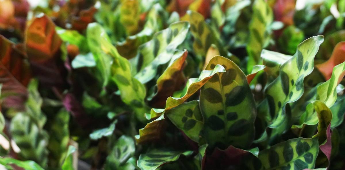 Calathea lancifolia 'Rattlesnake Plant'