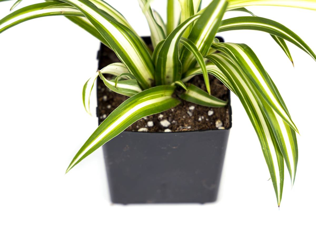 Chlorophytum comosum 'Spider Plant' (Grower's Choice)