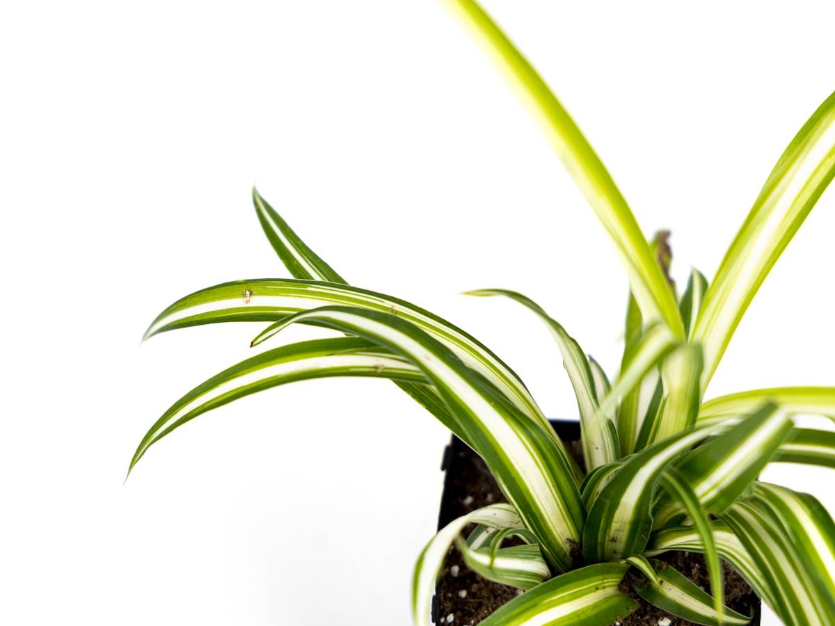 Chlorophytum comosum 'Spider Plant' (Grower's Choice)