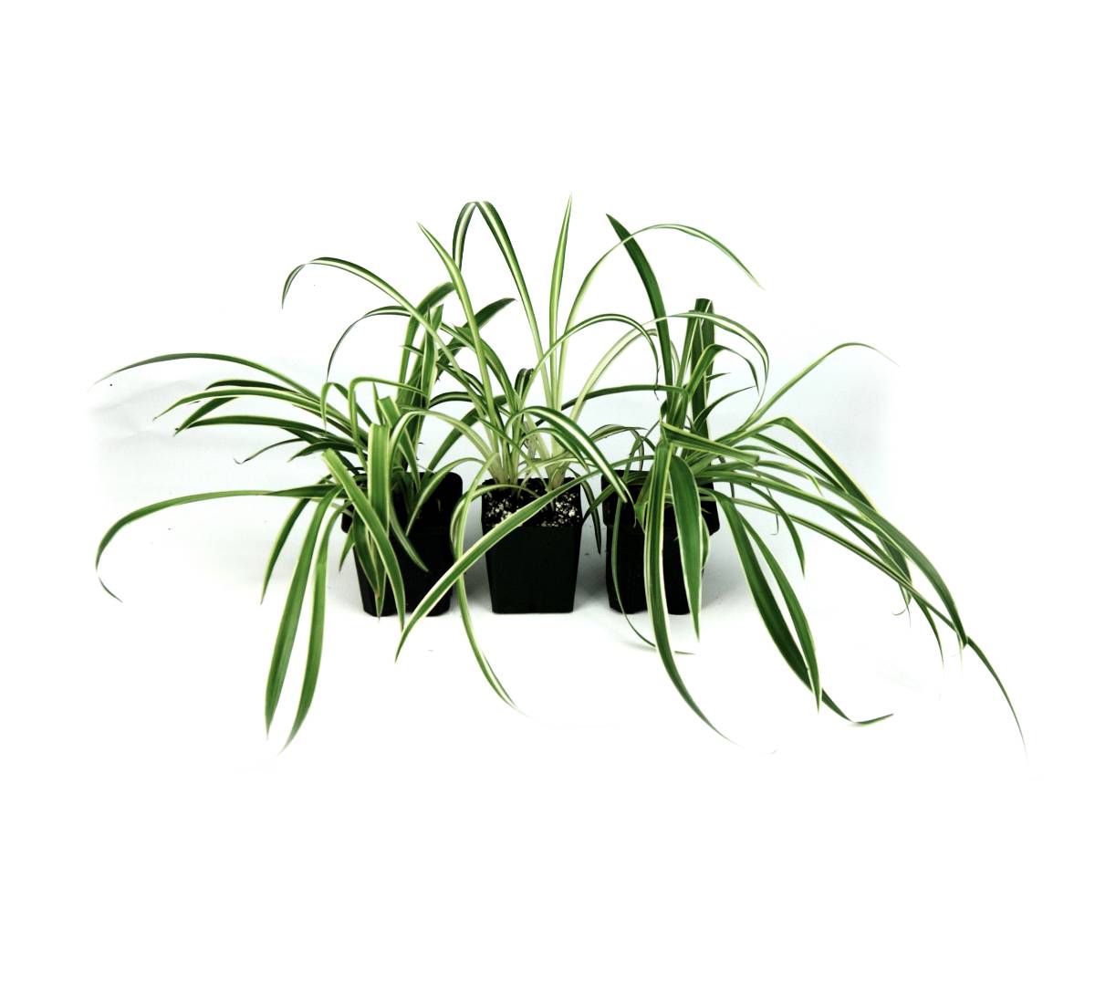 Chlorophytum comosum 'Spider Plant' (Grower's Choice)