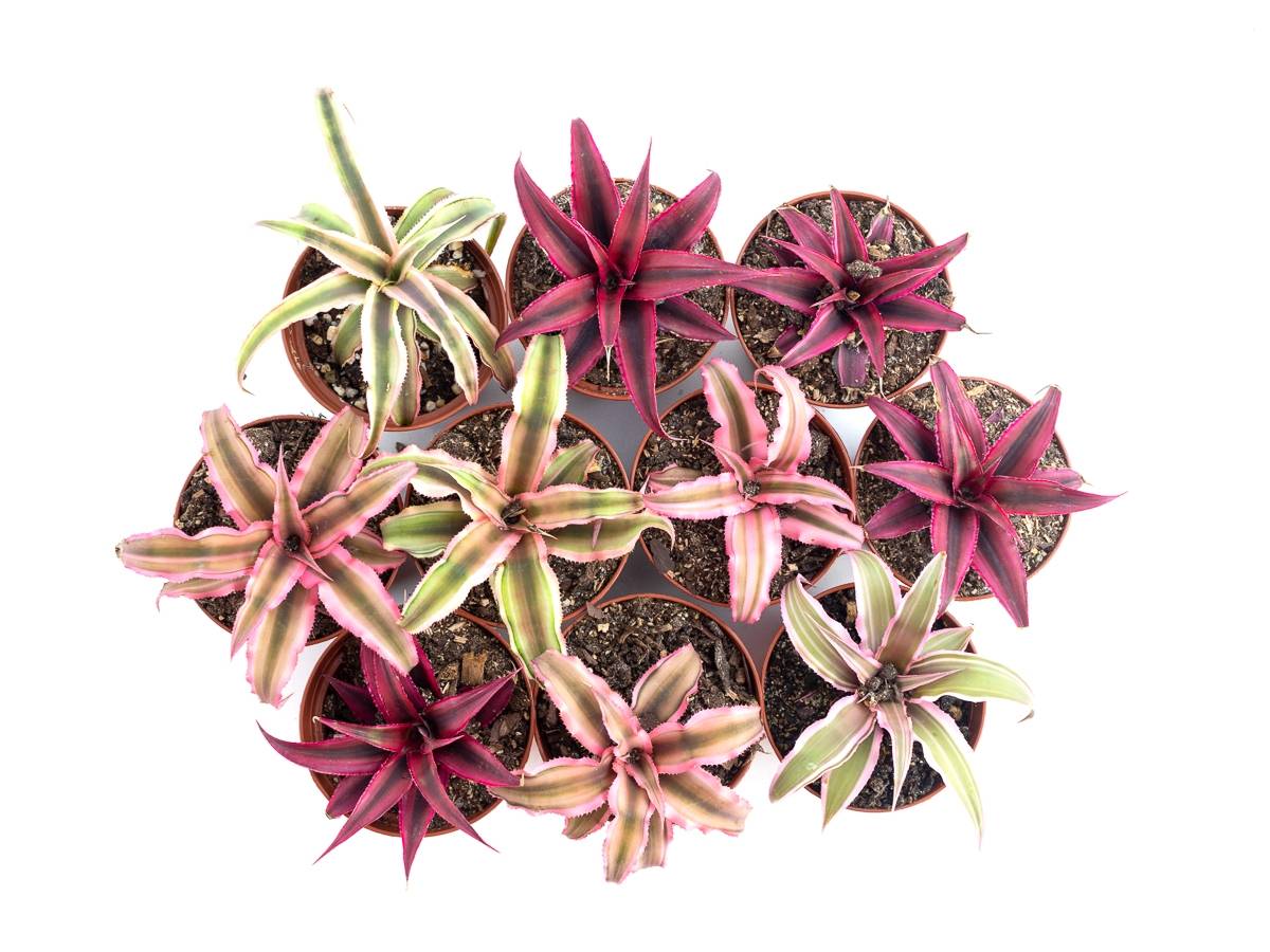 Cryptanthus bivittatus - Pink (Grower's Choice)