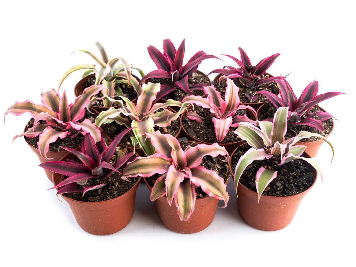 Cryptanthus bivittatus - Pink (Grower's Choice)