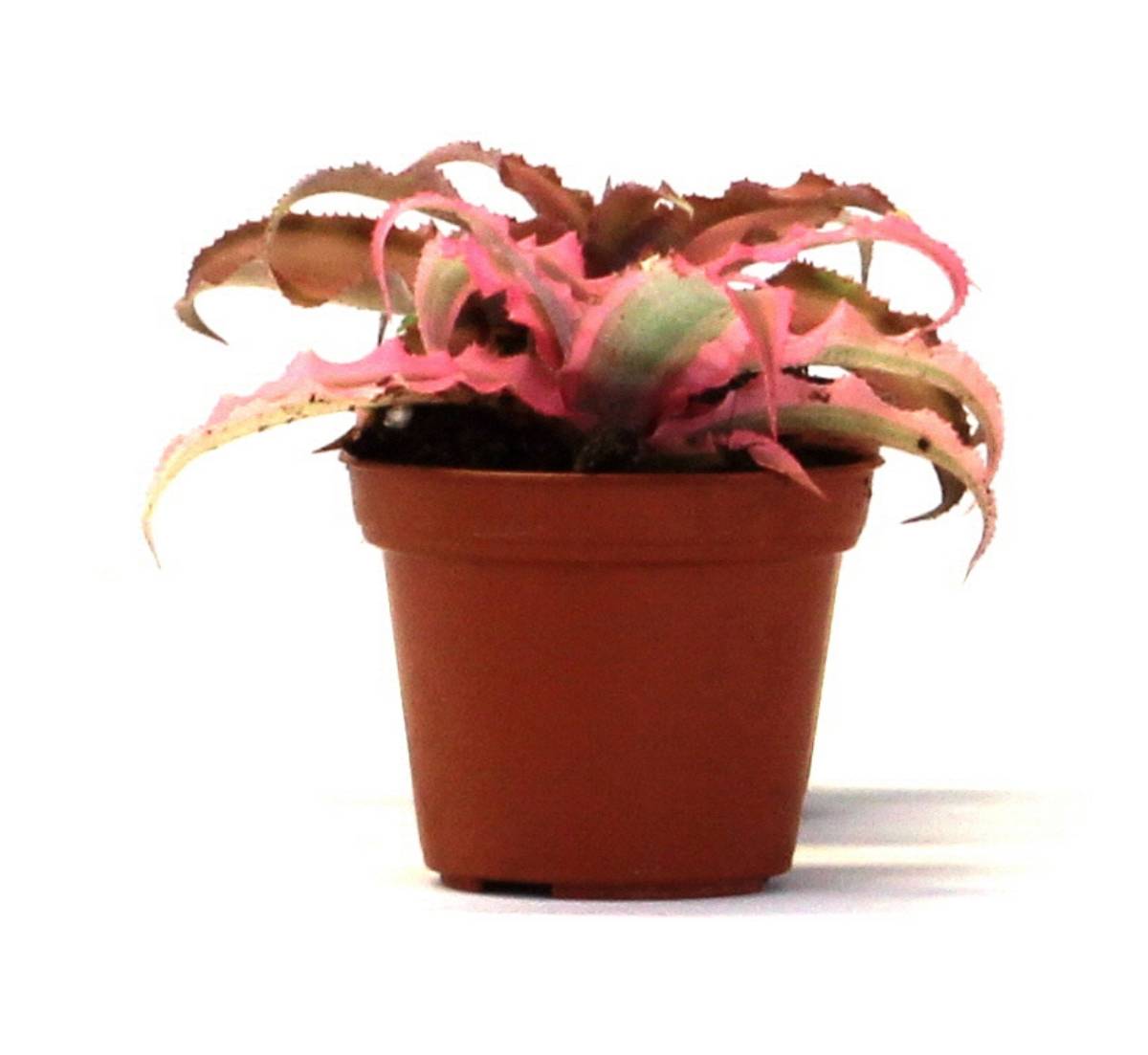 Cryptanthus bivittatus - Pink (Grower's Choice)