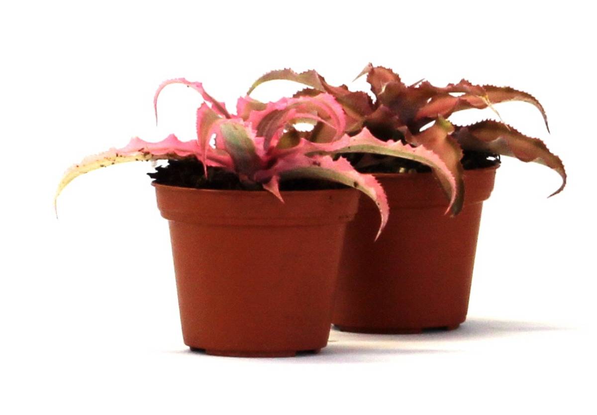 Cryptanthus bivittatus - Pink (Grower's Choice)