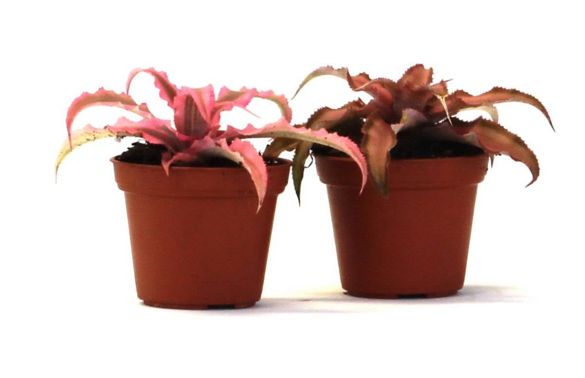Cryptanthus bivittatus - Pink (Grower's Choice)