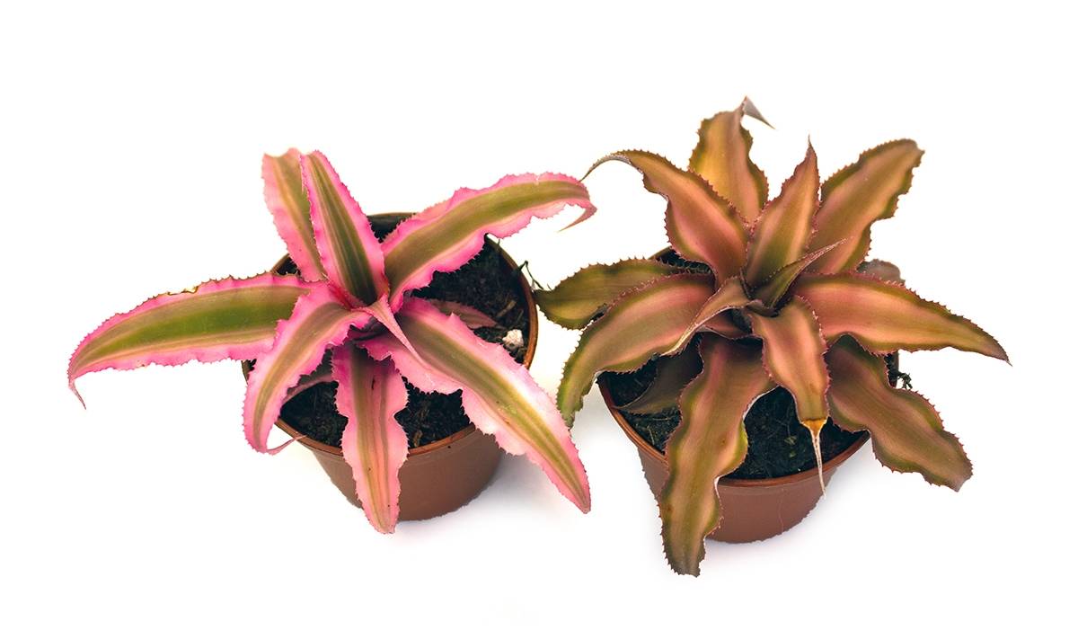 Cryptanthus bivittatus - Pink (Grower's Choice)