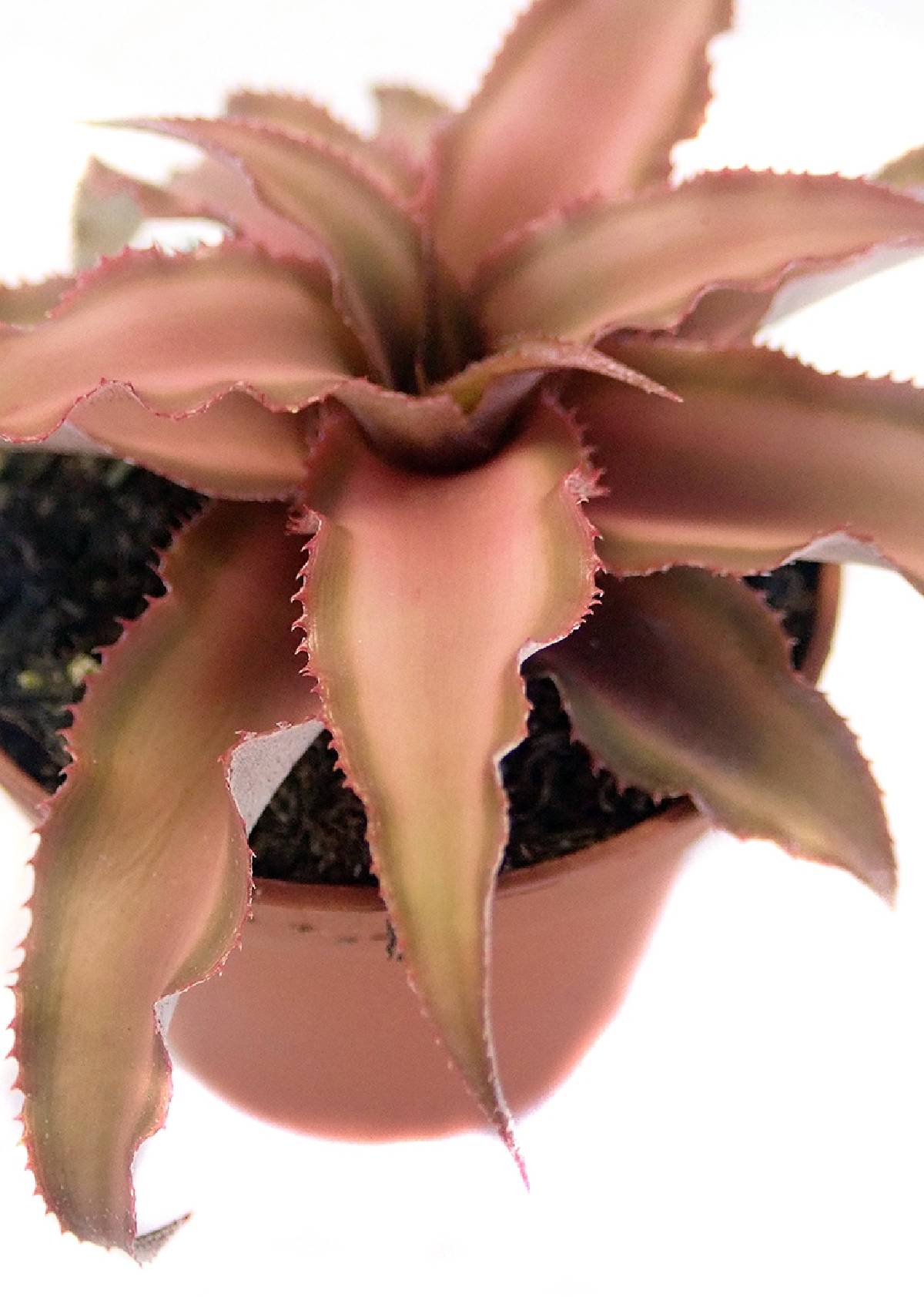 Cryptanthus bivittatus - Pink (Grower's Choice)