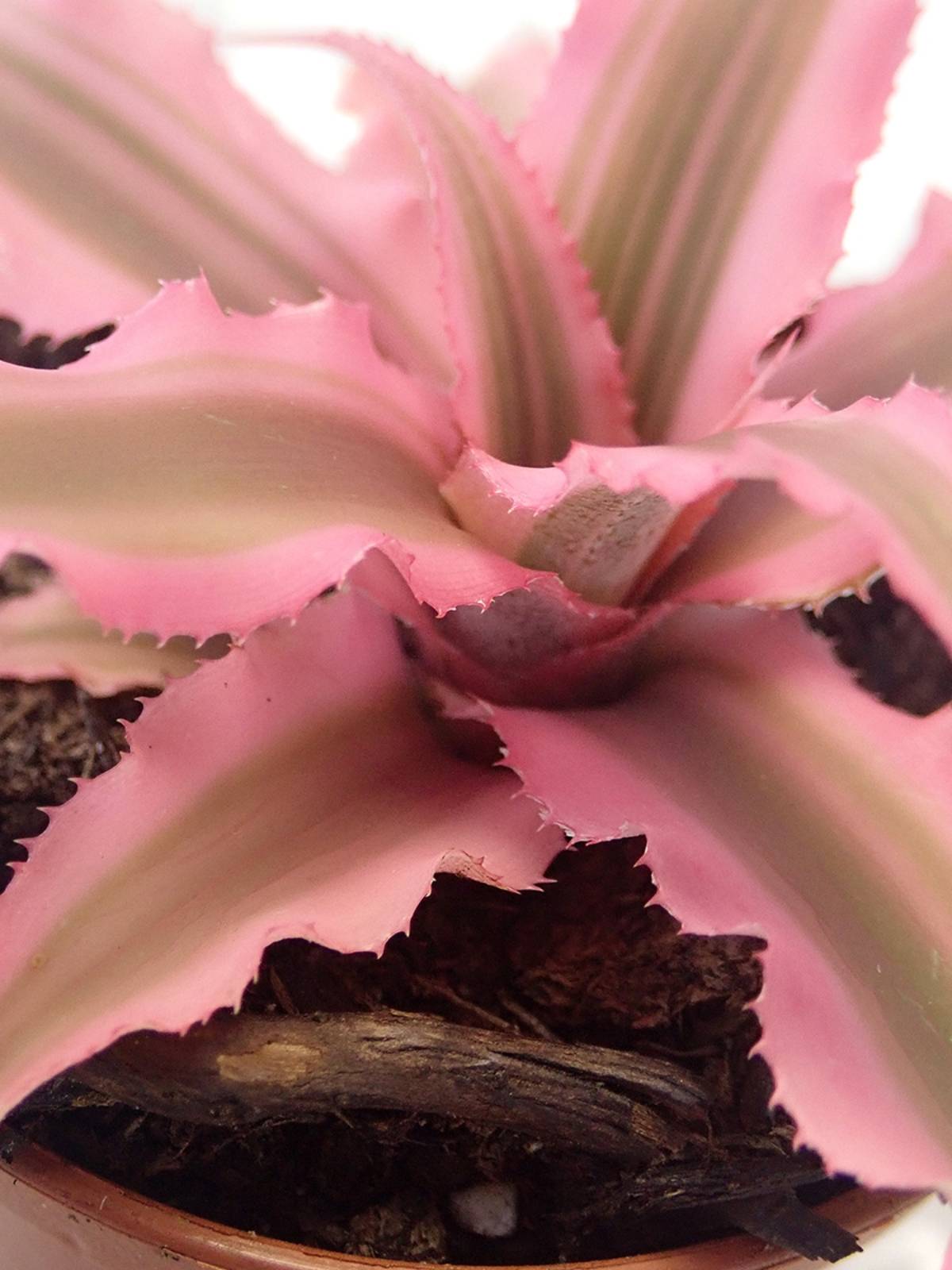 Cryptanthus bivittatus - Pink (Grower's Choice)