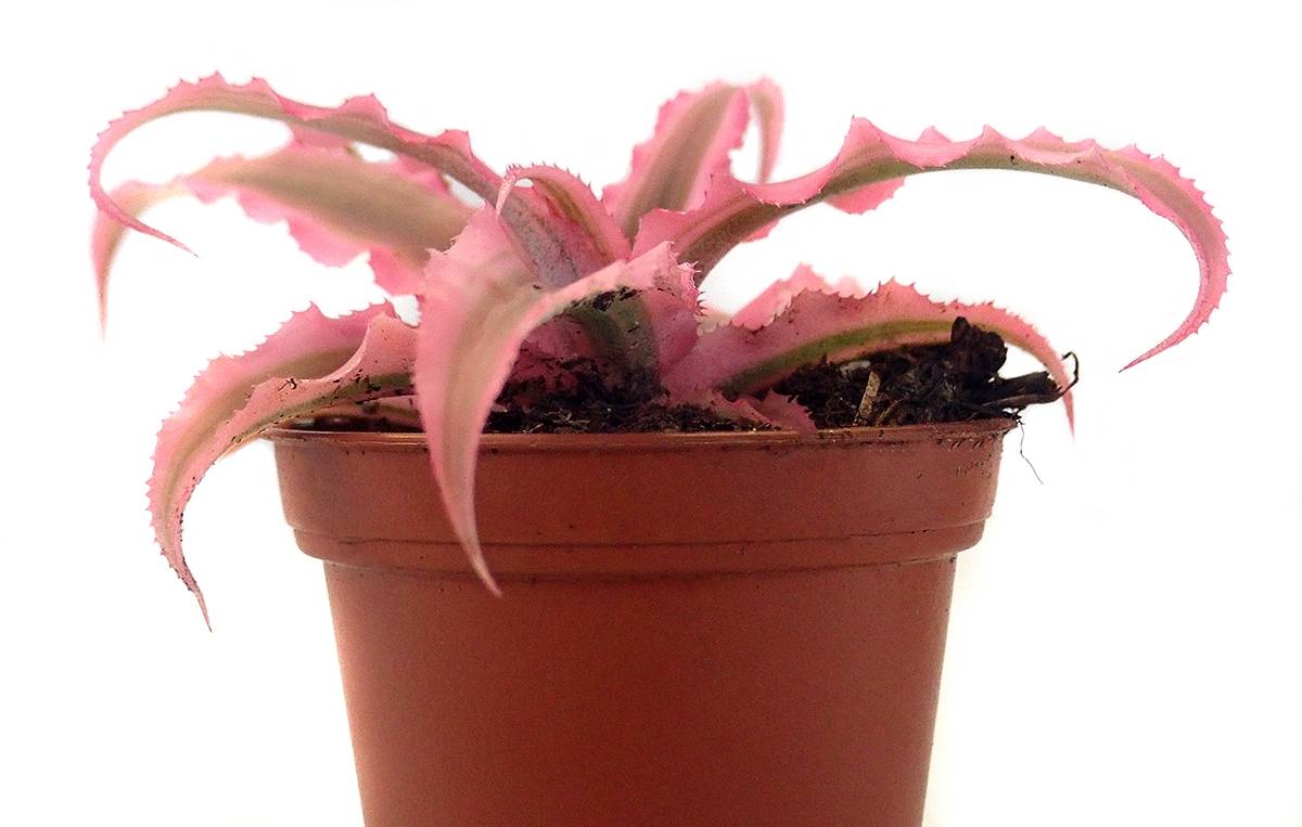 Cryptanthus bivittatus - Pink (Grower's Choice)