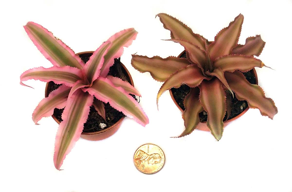 Cryptanthus bivittatus - Pink (Grower's Choice)