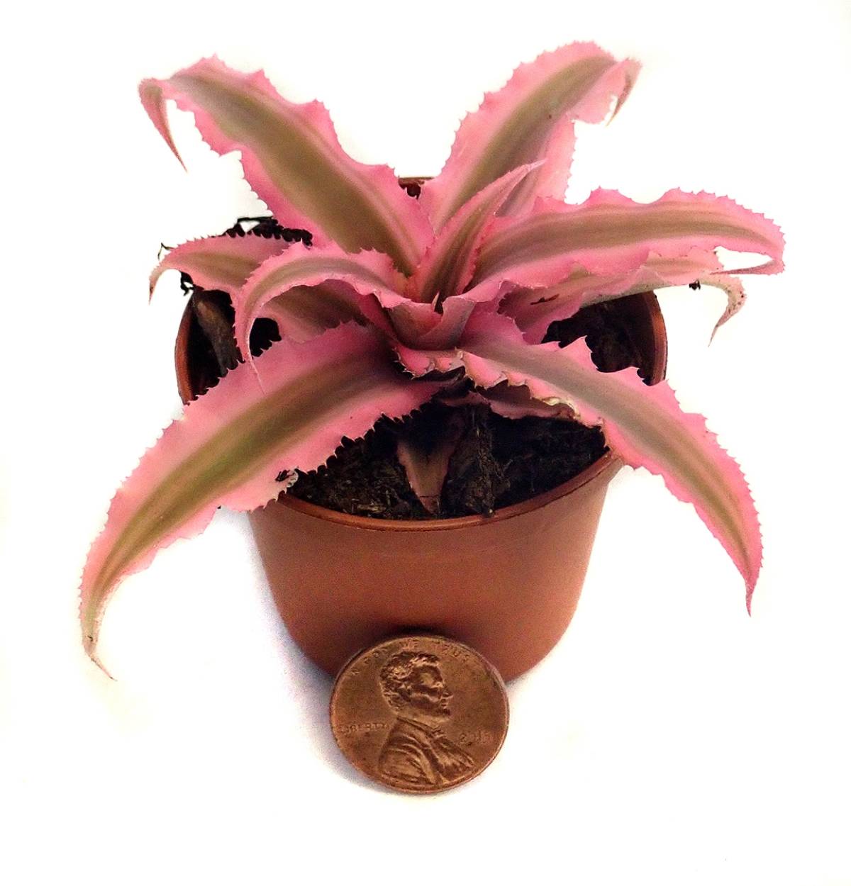 Cryptanthus bivittatus - Pink (Grower's Choice)