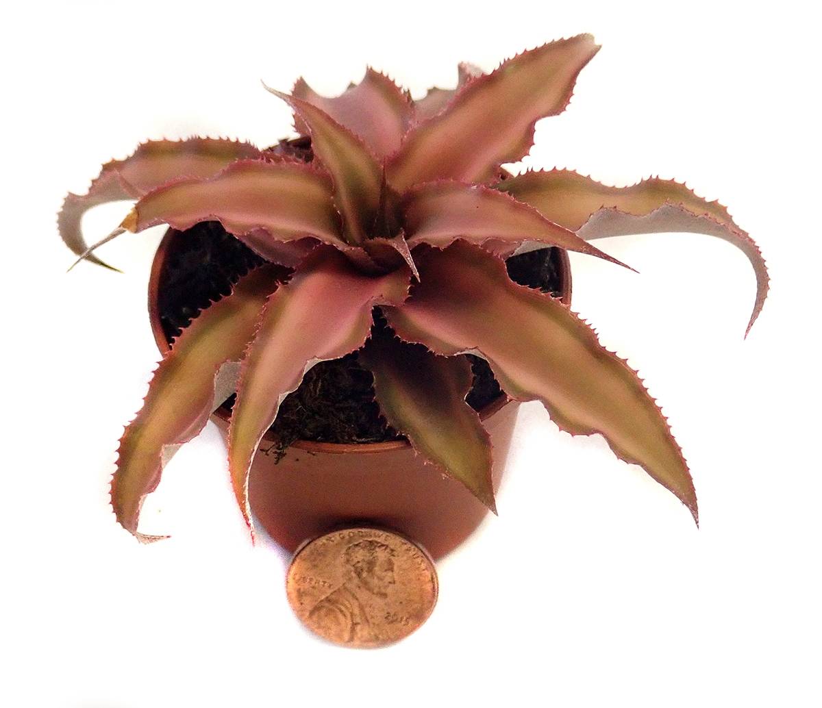 Cryptanthus bivittatus - Pink (Grower's Choice)