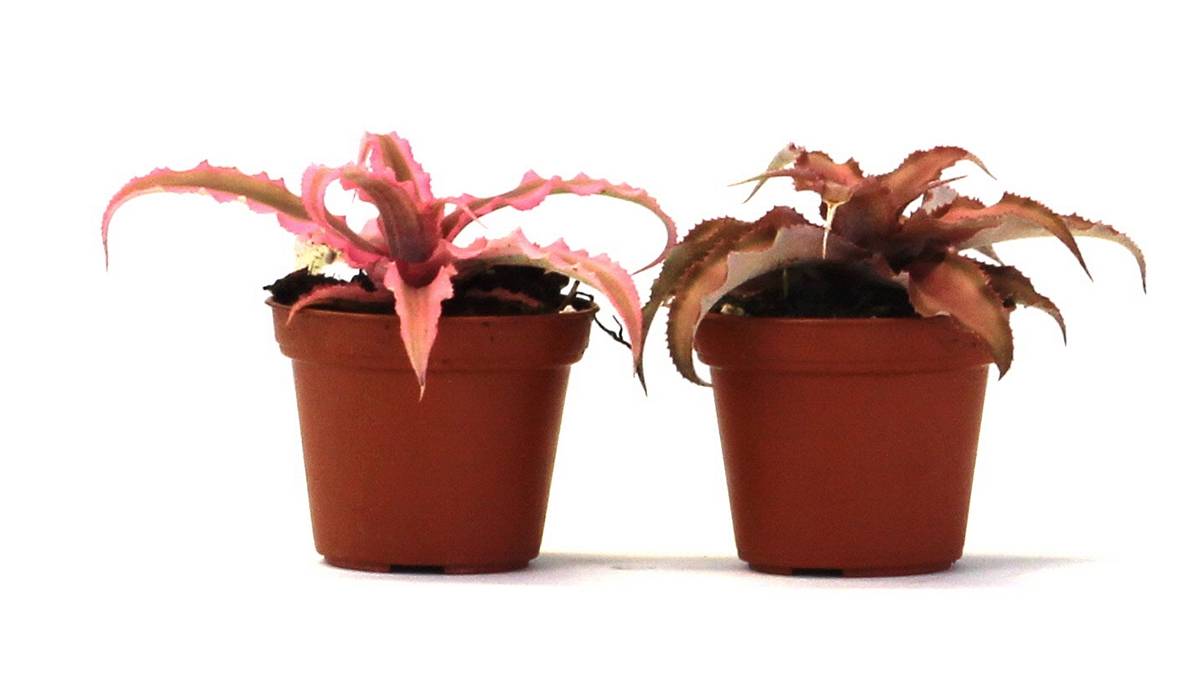 Cryptanthus bivittatus - Pink (Grower's Choice)