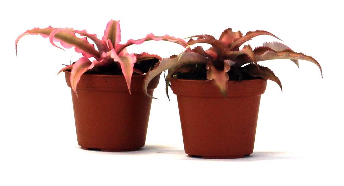 Cryptanthus bivittatus - Pink (Grower's Choice)
