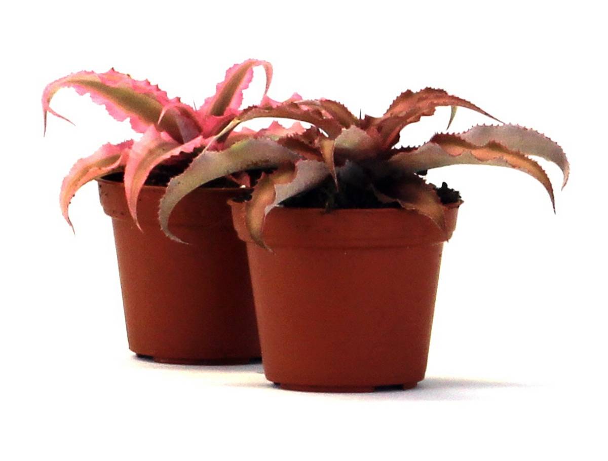 Cryptanthus bivittatus - Pink (Grower's Choice)