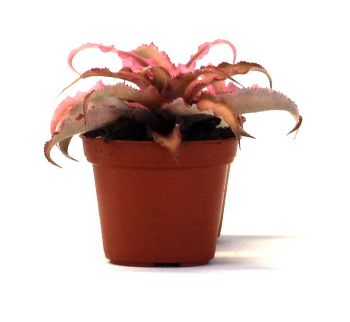 Cryptanthus bivittatus - Pink (Grower's Choice)