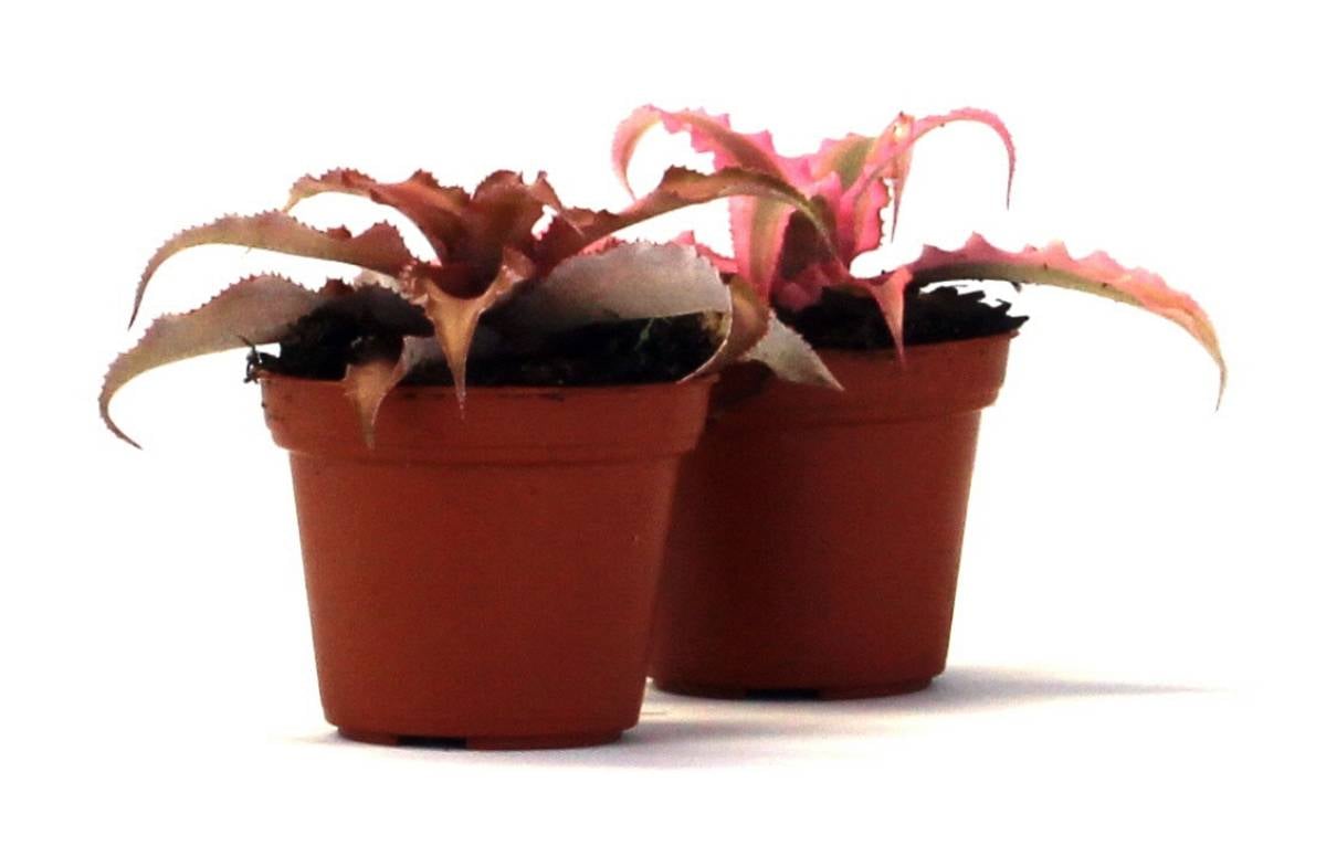 Cryptanthus bivittatus - Pink (Grower's Choice)
