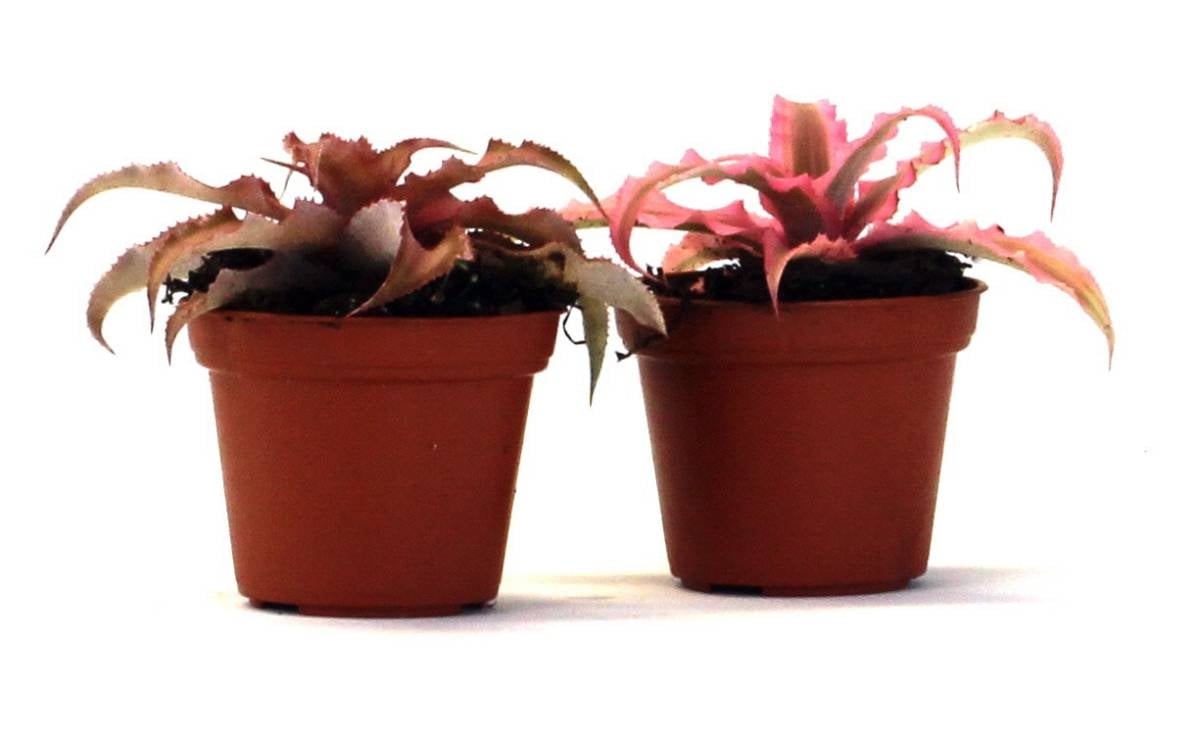 Cryptanthus bivittatus - Pink (Grower's Choice)