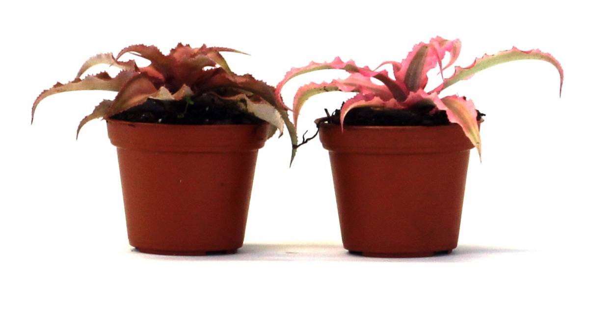 Cryptanthus bivittatus - Pink (Grower's Choice)