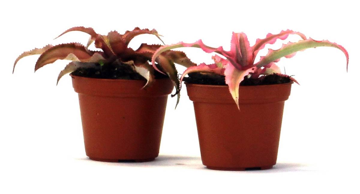 Cryptanthus bivittatus - Pink (Grower's Choice)