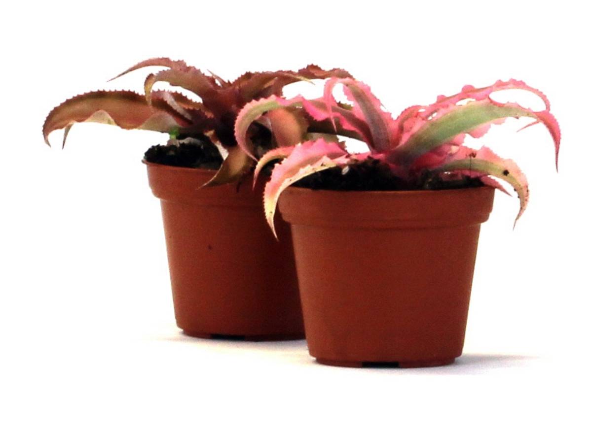 Cryptanthus bivittatus - Pink (Grower's Choice)