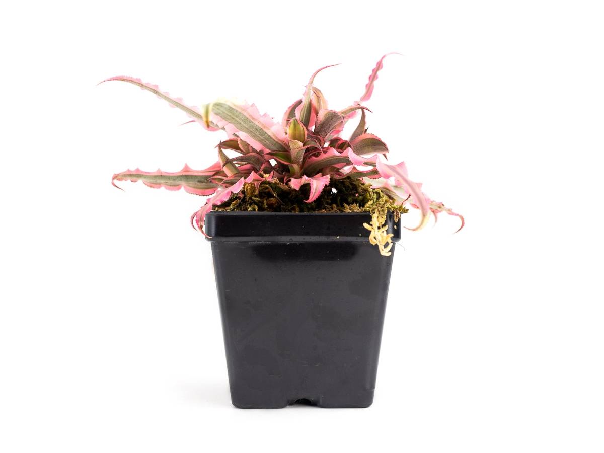 Cryptanthus bivittatus 'Pink Starlite'