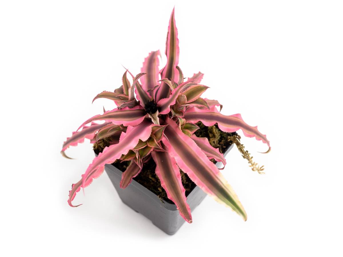 Cryptanthus bivittatus 'Pink Starlite'