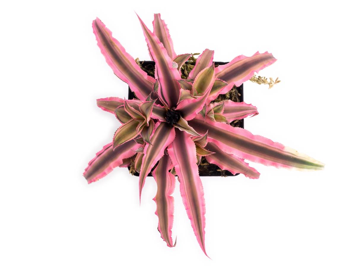Cryptanthus bivittatus 'Pink Starlite'