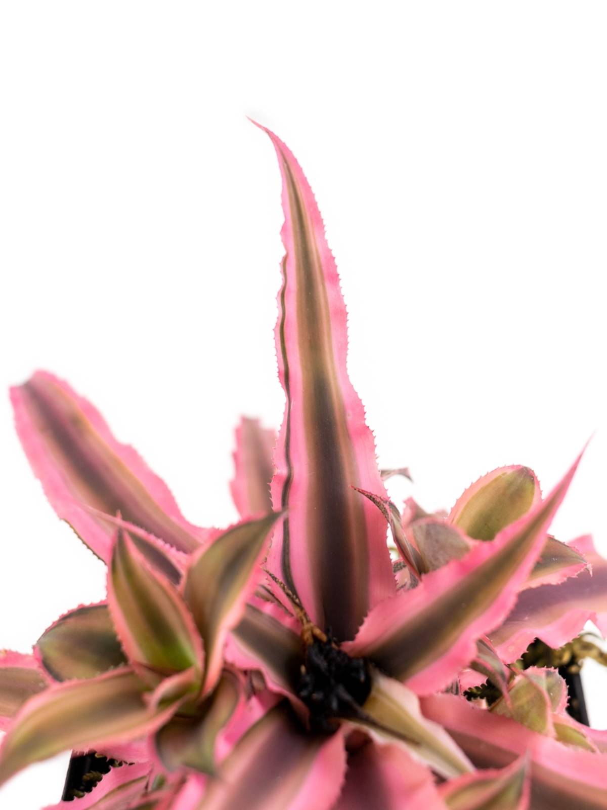 Cryptanthus bivittatus 'Pink Starlite'